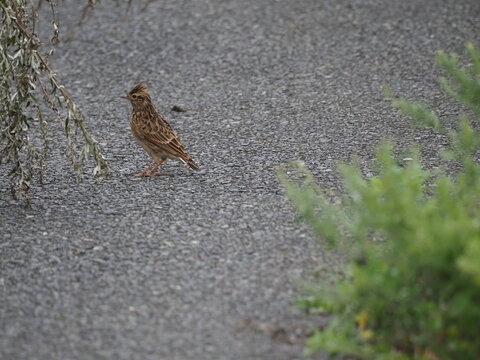 ヒバリが舗装路を歩いていた