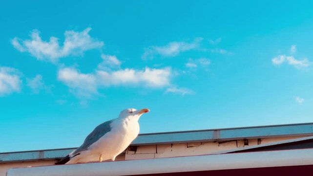 Hungry white seagull sitting on a rooftop edge in Istanbul, waiting for food from tourists against the vibrant blue sky and fluffy clouds, showing authentic wildlife behavior in Turkey resort.