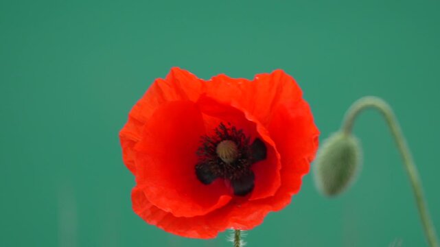 Scarlet blossom petals unfold, showcasing a delicate poppy held against a clean green background. Static close up shot.