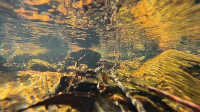Underwater Split Shot of Creek Riverbed and Forest Trees