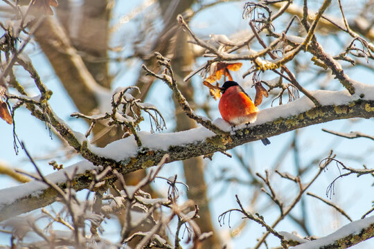 Male Eurasian Bullfinch Eating Seeds on Snowy Branch

Male Eurasian bullfinch (Pyrrhula pyrrhula) holding a winged seed in its beak while perched on a snow-covered branch in winter sunlight.