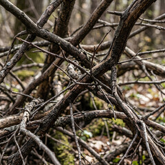 Fototapeta premium Intertwined Tree Branches and Twigs in Forest.