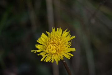 Bright yellow dandelion flower blooming in soft focus natural background © MARIA – Nature