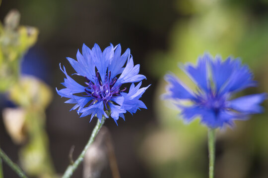 Vibrant blue cornflowers bloom in a sunlit garden with soft bokeh background