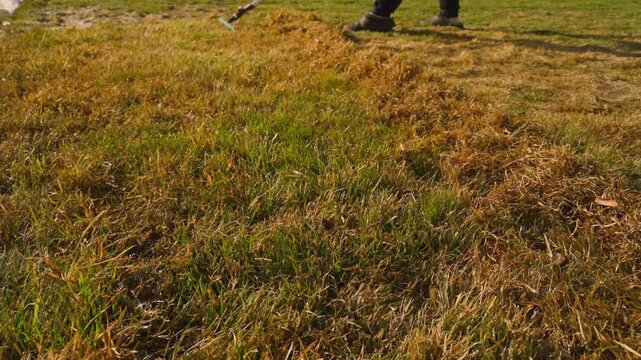 Lawn with young green grass after raking away dead grass, low angle