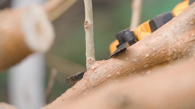 Electric pruner cutting tree branch close-up in slow motion