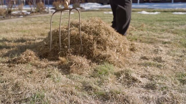 Raking dead grass from lawn with a rake in early spring