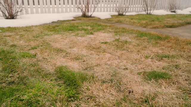 Damaged lawn with dead grass patches after winter with melting snow