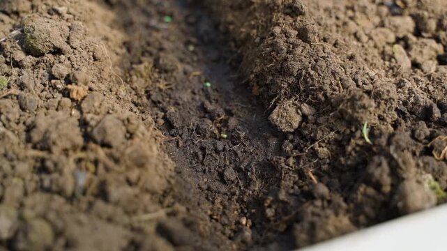 Hand sowing radish seeds into moist garden soil close-up in slow motion