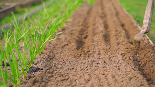 Making furrows with a hoe for sowing seeds next to growing garlic in garden bed. Preparing for seeding