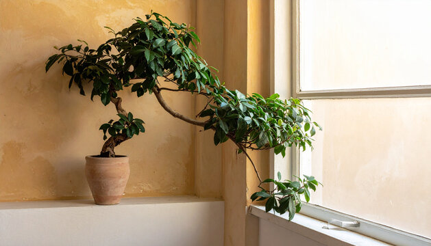 Heavy houseplant grown lopsided in bright window corner with long branch reaching across frame toward light in soft daylight generative AI