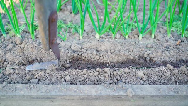 Freshly sown seeds covered with soil in slow motion. Working the garden bed with a hoe