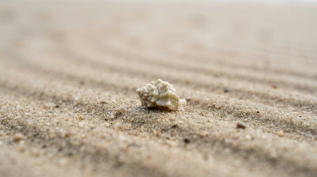 Small Seashell on Rippled Sand Beach Close Up Macro.