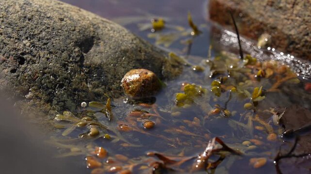 Rocky tidal pool at Stavst&oslash; Farsund Norway with seaweed in slow motion