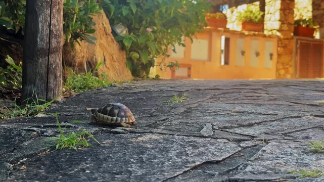Small tortoise slowly making its way along an ancient stone pavement. Warm sunlight illuminates the old street and the turtle's shell