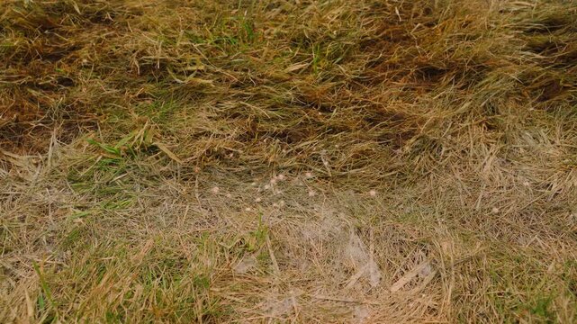 Fungus and mold on dead lawn grass close-up