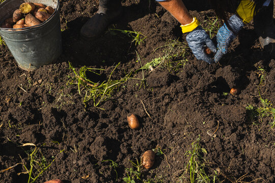 Person harvesting potatoes from soil in a garden, wearing gloves and yellow sleeves, with a bucket of harvested potatoes nearby on a sunny day