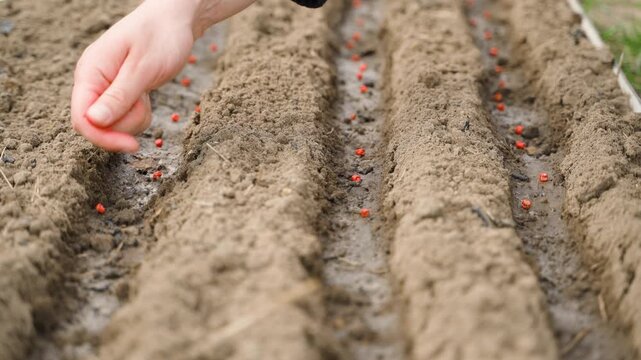 Hand sowing red pea seeds into prepared garden bed soil close-up