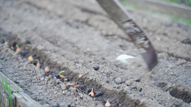 Covering freshly planted onion sets with soil in garden bed
