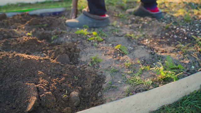 Process of digging garden bed soil by hand using a shovel