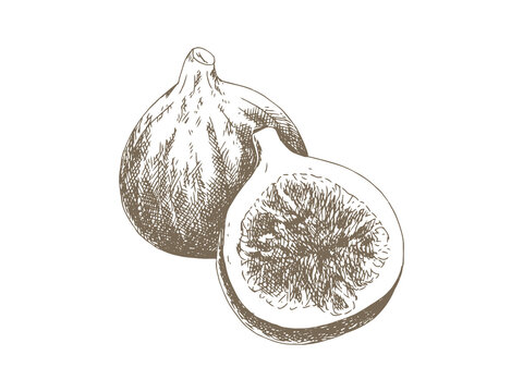 Hand Drawn Fig Illustration, Vintage Engraving Style