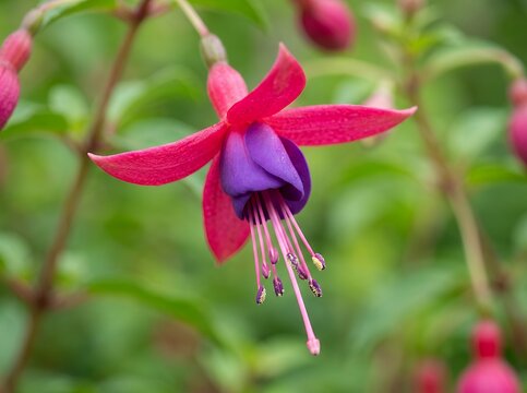 Vibrant Fuchsia Flower with Delicate Petals and Stamens.