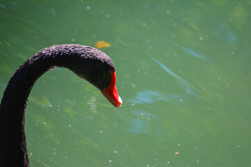 Black swan swimming in the pond. A closeup of the black swan swimming © Artur Harutyunyan