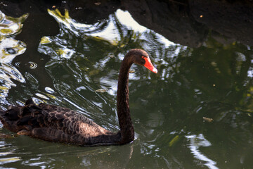Black swan swimming in the pond. A closeup of the black swan swimming © Artur Harutyunyan