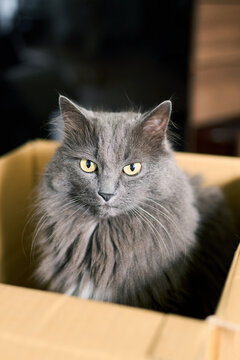 Gray cat waiting inside a box to jump