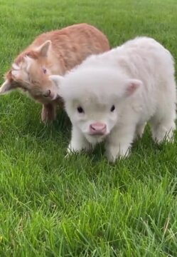 baby goat eating grass