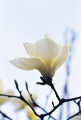 목련 © JinChang