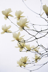목련 © JinChang