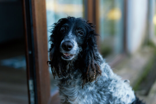 Old spaniel dog with gray muzzle looking at camera. Close-up portrait on blurred home background. Concept of aging pets, loyalty, care, and love for animals. Soft natural light.