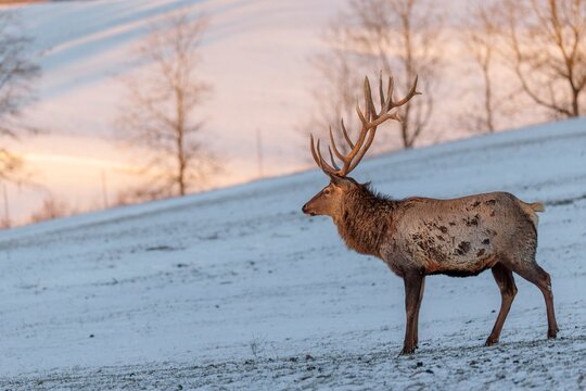 An Altai maral stag (Cervus canadensis sibiricus) stands in the early morning light on a snow-covered meadow in hilly terrain. Southern Siberia, northwestern Mongolia, northern Xinjiang province of China