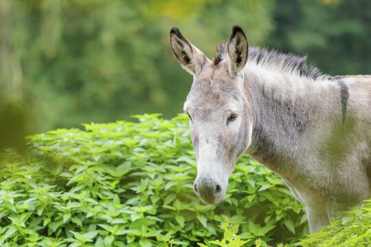 A gray domestic donkey (Equus asinus) stands in a green paddock with stinging nettle. Austria