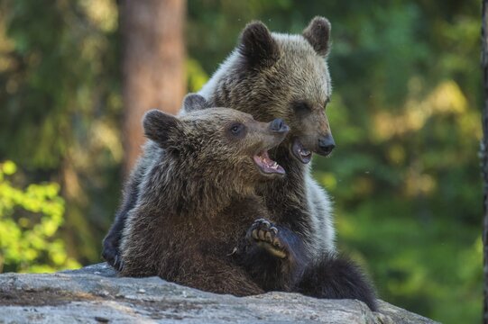 Brown bears (Ursus arctos) fighting playfully in a boreal coniferous forest, Game, Suomussalmi, Karelia, Finland