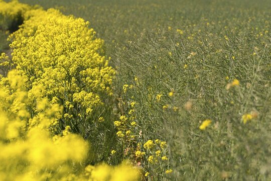 Brassica napus, brassicaceae, bunias orientalis, alien plant, smooth grouper, cruciferous vegetable, neobiota, neophyte, oriental grouper, problem plants, rapeseed, turkish rocket, turkish wartycabbage, turkish arugula, grouke, grout, flora, hill mustard, invasive species, oilseed rape, plants, Plants, Rape, Warty-Cabbage