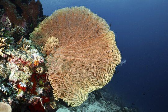 Magnificent giant fan coral (Annella mollis) spreads out over a reef in the ocean, dive site Coral Garden, Menjangan, Bali, Indonesia