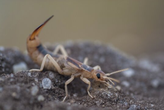 Brandenburg, Germany, Giant Earwig, Labidura Riparia, Nabu, national natural heritage, natural paradise Gr&uuml;nhaus, sandearworm, post-mining landscape, green house, insects, earwigs