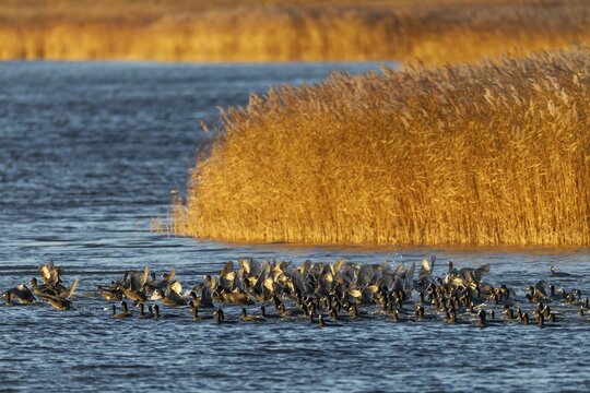 Coots (Fulica atra) fleeing from a white-tailed eagle, panic, fear, flock of birds, Germany
