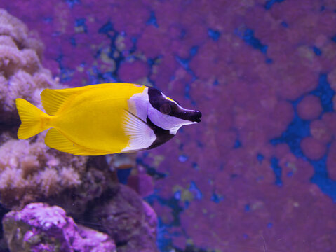  Foxface Rabbitfish (Siganus Vulpinus) Very Yellow