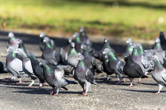 City doves (Columba livia forma domestica) at a feeding site, wildlife, Germany