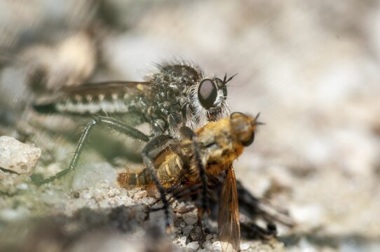 Brandenburg, Dysmachus Trigonus, fan-bristled robberfly, Germany, national natural heritage, natural paradise Gr&uuml;nhaus, predatory fly, post-mining landscape, greenhouse, insects, insects
