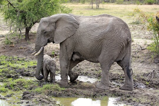 African elephants (Loxodonta africana), elephant cow with young animal at the mud hole, Sabi Sand Game Reserve, Kruger National Park, South Africa