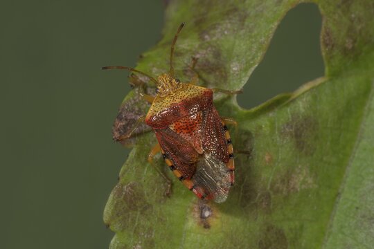A spotted stink bug (Elasmucha grisea) in the fifth larval stage sitting on a weathered leaf, Baden-W&uuml;rttemberg, Germany