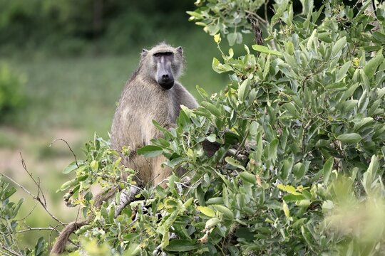 Bear baboon (Papio ursinus), Chakma baboon, adult, sitting, alert, tree, foraging, Kruger National Park, Kruger National Park, South Africa