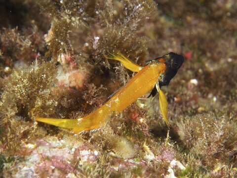 Small orange-colored fish with a dark head, yellow pointed hagfish (Tripterygion delaisi), between algae in the Mediterranean near Hy&egrave;res, Giens peninsula diving site, Porquerolles, Provence, C&ocirc;te d'Azur, France