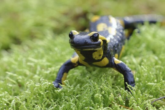 Fire salamander (Salamandra salamandra), running over moss, Wildlife, North Rhine-Westphalia, Germany