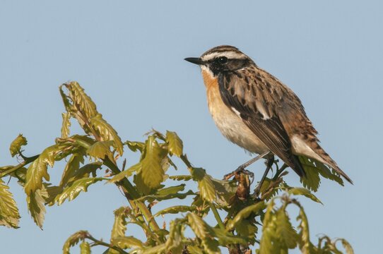 Brandenburg, whinthroat, Germany, Nabu, national natural heritage, Gr&uuml;nhaus natural paradise, saxicola rubetra, whinchat, post-mining landscape, birds, green house, passeri, songbirds, birds