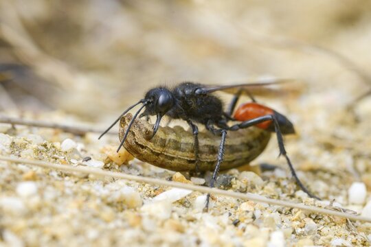 Bristly sand wasp, hairy sand wasp, hymenoptera, short-stalked sand wasps, Podalonia hirsuta, spheciformes, sphex hirsutus, prey, digging wasps, insects, insects